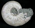 Quenstedticeras Ammonite - Pyritized & Iridescent #28036-1